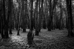 Forêt nord-américaine noire et blanche photographie stock libre de droits Forêt nord-américaine noire et blanche photographie stock libre de droits