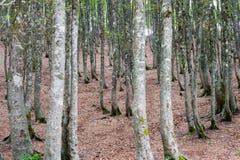 Forêt scénique fascinante d'arbre de hêtre Image stock Forêt scénique fascinante d'arbre de hêtre Image stock