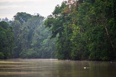 Forêt tropicale le long de la rivière kinabatangan, Sabah, Bornéo Malaysi photos stock Forêt tropicale le long de la rivière kinabatangan, Sabah, Bornéo Malaysi photos stock