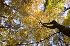 Forêt à feuilles caduques de hêtre et de pin pendant le jour ensoleillé d'automne, couleurs vibrantes de feuilles sur des branche Photos libres de droits Forêt à feuilles caduques de hêtre et de pin pendant le jour ensoleillé d'automne, couleurs vibrantes de feuilles sur des branche Photos libres de droits