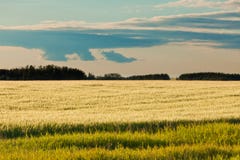 Forêt éloignée mûre de champ de blé en soleil de soirée image libre de droits Forêt éloignée mûre de champ de blé en soleil de soirée image libre de droits