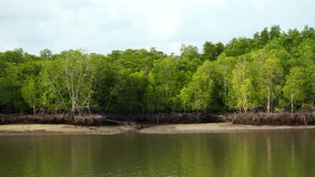 Forêts de palétuvier en Thaïlande Forêts de palétuvier en Thaïlande