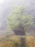 Foschia dell'albero di mattina fotografia stock libera da diritti Foschia dell'albero di mattina fotografia stock libera da diritti