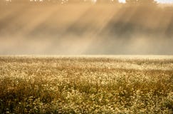 Foschia di mattina nei pastelli del campo con i raggi di sole inclinati immagini stock Foschia di mattina nei pastelli del campo con i raggi di sole inclinati immagini stock