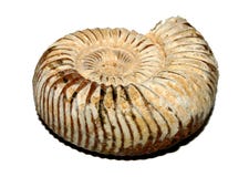 Fossiel