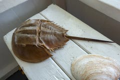 Fossil of a brown horse shoe crab with long tail and hard shell royalty free stock images Fossil of a brown horse shoe crab with long tail and hard shell royalty free stock images