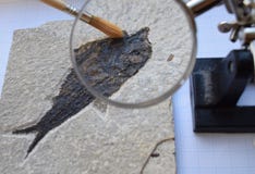 Fossil- fiskextraktion fotografering för bildbyråer Fossil- fiskextraktion fotografering för bildbyråer