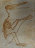 pterodactyl skeleton
