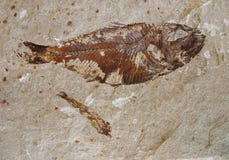 Fossile 2 dei pesci immagine stock libera da diritti Fossile 2 dei pesci immagine stock libera da diritti