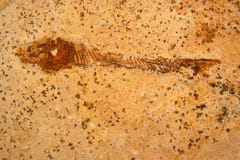 Fossile fish background texture