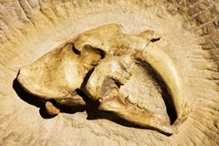 Fossilfleischfresser stockbild Fossilfleischfresser stockbild
