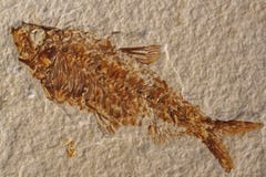 Fossilized Fish Skeleton