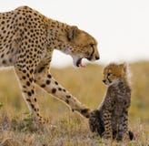 Fostra geparden och hennes gröngöling i savannahen kenya tanzania _ Chiang Mai serengeti Maasai Mara arkivfoto Fostra geparden och hennes gröngöling i savannahen kenya tanzania _ Chiang Mai serengeti Maasai Mara arkivfoto