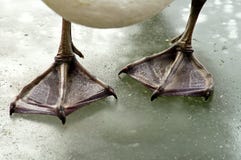 fot swan arkivbilder fot swan arkivbilder