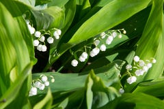Foto av skogblommor pojkaktiga Lilja av royaltyfri bild Foto av skogblommor pojkaktiga Lilja av royaltyfri bild