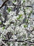 foto Blom- bakgrund, vårblom Vita blommor p? filialen arkivbilder foto Blom- bakgrund, vårblom Vita blommor p? filialen arkivbilder