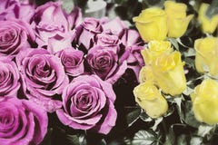 Foto a cores velho das rosas fotografia de stock Foto a cores velho das rosas fotografia de stock