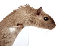 Foto del concepto de un roedor del animal doméstico en una copa de vino foto de archivo Foto del concepto de un roedor del animal doméstico en una copa de vino foto de archivo