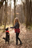 Foto des sch?nen M?dchens mit ihrem schwarzen Hund im Holz R?ckseitige Ansicht lizenzfreies stockbild Foto des sch?nen M?dchens mit ihrem schwarzen Hund im Holz R?ckseitige Ansicht lizenzfreies stockbild