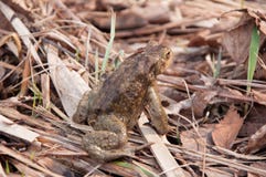 Foto eines großen Waldes des Frosches im Frühjahr lizenzfreies stockbild Foto eines großen Waldes des Frosches im Frühjahr lizenzfreies stockbild