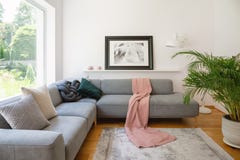 Foto quadro acima de um sofá com cobertura cor-de-rosa e coxins em um interior branco da sala de visitas com uma planta grande, v fotografia de stock royalty free Foto quadro acima de um sofá com cobertura cor-de-rosa e coxins em um interior branco da sala de visitas com uma planta grande, v fotografia de stock royalty free