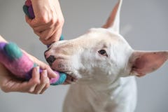 Foto van Bull terrier-hond en girly het spelen samen met een hondstuk speelgoed - met witte achtergrond in de rug stock foto Foto van Bull terrier-hond en girly het spelen samen met een hondstuk speelgoed - met witte achtergrond in de rug stock foto