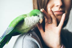 Foto van een groene Quaker-papegaaizitting op vrouwen` s hand stock fotografie Foto van een groene Quaker-papegaaizitting op vrouwen` s hand stock fotografie