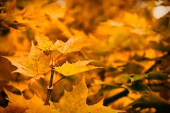 Foto van esdoornbladeren op een boom De gouden Herfst Heldere rode, gele, oranje achtergrond royalty-vrije stock foto Foto van esdoornbladeren op een boom De gouden Herfst Heldere rode, gele, oranje achtergrond royalty-vrije stock foto