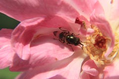 Fotoet föreställer ett kryp, eller flugan sitter på den rosa rosen, makrofotografi arkivbild Fotoet föreställer ett kryp, eller flugan sitter på den rosa rosen, makrofotografi arkivbild