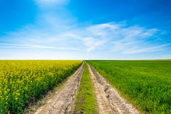 Fotofrühlingslandschaft mit Feldern des Rapses in der Blüte unter blauem Himmel stockfoto Fotofrühlingslandschaft mit Feldern des Rapses in der Blüte unter blauem Himmel stockfoto