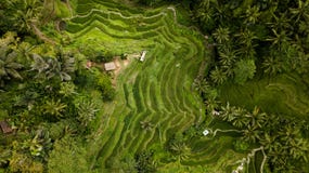 Fotografia aerea in un giacimento del riso dell'isola di Bali fotografia stock libera da diritti Fotografia aerea in un giacimento del riso dell'isola di Bali fotografia stock libera da diritti