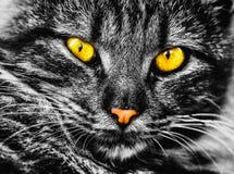 Fotografia in bianco e nero molto bella con un gatto affascinante! immagine stock libera da diritti Fotografia in bianco e nero molto bella con un gatto affascinante! immagine stock libera da diritti