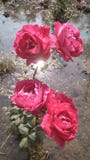 Fotografia da flor de Rosa vermelha fotografia de stock Fotografia da flor de Rosa vermelha fotografia de stock