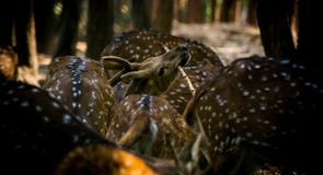 Fotografia della fauna selvatica, fotografia dei cervi, fotografia della fauna selvatica immagine stock libera da diritti Fotografia della fauna selvatica, fotografia dei cervi, fotografia della fauna selvatica immagine stock libera da diritti