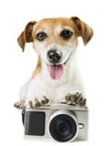 Fotografii kamery pies zdjęcie stock Fotografii kamery pies zdjęcie stock