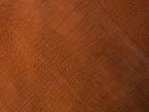 Fotografía de la tendencia en el tema de los colores reales para esta estación - una sombra de la naranja imagen de archivo Fotografía de la tendencia en el tema de los colores reales para esta estación - una sombra de la naranja imagen de archivo