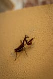 Found this Prey Mantis watching whilst in the back stock photography Found this Prey Mantis watching whilst in the back stock photography