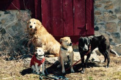 Friendship is everything with puppies Royalty Free Stock Photography Friendship is everything with puppies Royalty Free Stock Photography