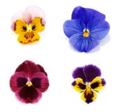 Four Flower With Petal Stock Photo