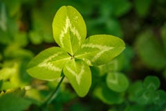Four-leaf clover. A plant with 4 leaves. A symbol of luck, happi Stock Photo Four-leaf clover. A plant with 4 leaves. A symbol of luck, happi Stock Photo