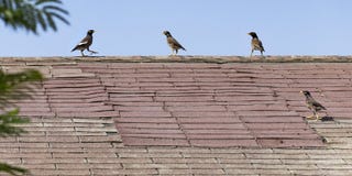 Four Myna Birds on a Shabby Old Rooftop stock images Four Myna Birds on a Shabby Old Rooftop stock images