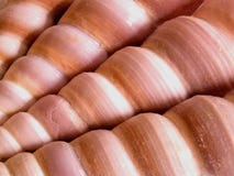 Four Pink Seashells Stock Photos