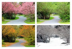 Four seasons of cherry trees on the same street.