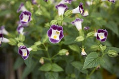Fournieri de Torenia en la floración imagen de archivo libre de regalías Fournieri de Torenia en la floración imagen de archivo libre de regalías