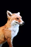 Hunting Fox Stock Photography - Image: 12148442