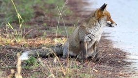 Fox Fox