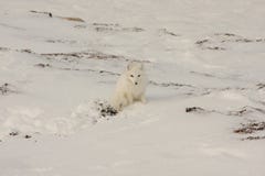 Fox arctique sain photos stock Fox arctique sain photos stock