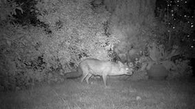 Fox, der in städtischen Hausgarten nachts einzieht stock video footage Fox, der in städtischen Hausgarten nachts einzieht stock video footage