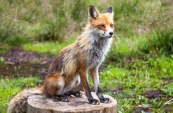 Fox en bosque en alto Tatras, Eslovaquia imágenes de archivo libres de regalías Fox en bosque en alto Tatras, Eslovaquia imágenes de archivo libres de regalías