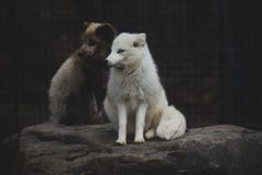 White Fox on stock photo White Fox on stock photo